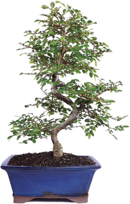 Brussel's Live Chinese Elm Outdoor Bonsai Tree - 15 Years Old; 14" to 18" Tall with Decorative Container