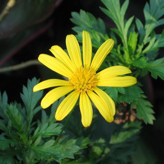 Daisy African Plants | 10 Live Seedlings | Gamolepis chrysanthemoides | Flowering Accent | Sun Loving Garden Variety