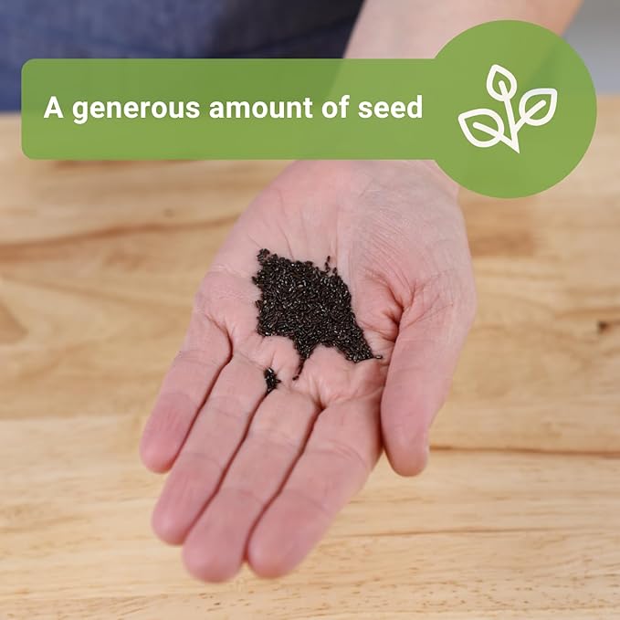 Sow Right Seeds - Bulk Lavender Seeds for Planting - 1.5 Grams, 1500 Seeds - Non-GMO Heirloom Jumbo Pack with Instructions to Grow an Indoor or Outdoor Herb Garden - Grow Loads of Purple Blooms