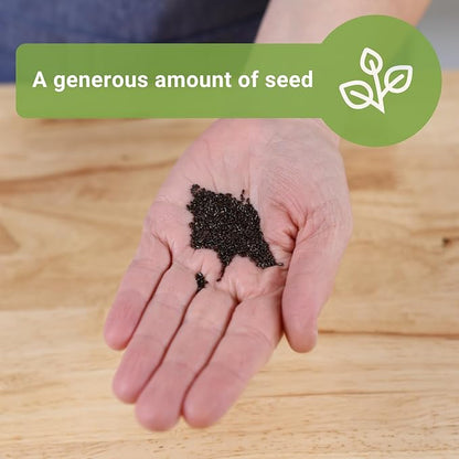 Sow Right Seeds - Bulk Lavender Seeds for Planting - 1.5 Grams, 1500 Seeds - Non-GMO Heirloom Jumbo Pack with Instructions to Grow an Indoor or Outdoor Herb Garden - Grow Loads of Purple Blooms