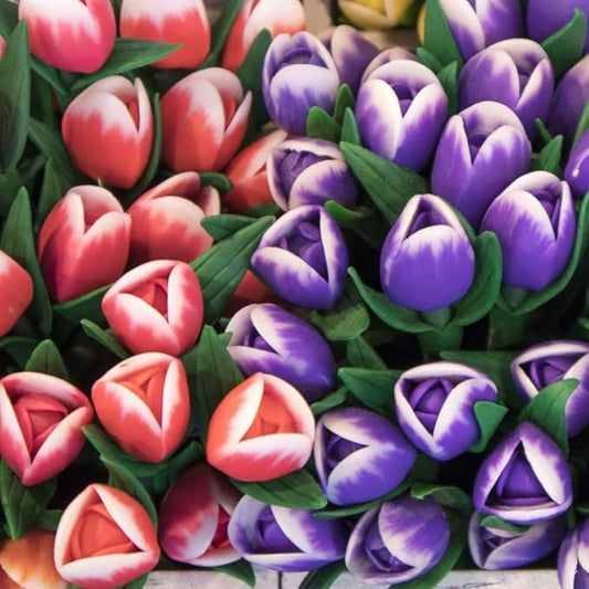 30 Top Size Tulip Bulbs for Fall Planting, Mixed Tulip Flower Bulbs, Bulk Pack of Colorful Tulips for Spring Blooms, Grow Flowerbeds, Fresh Harvest