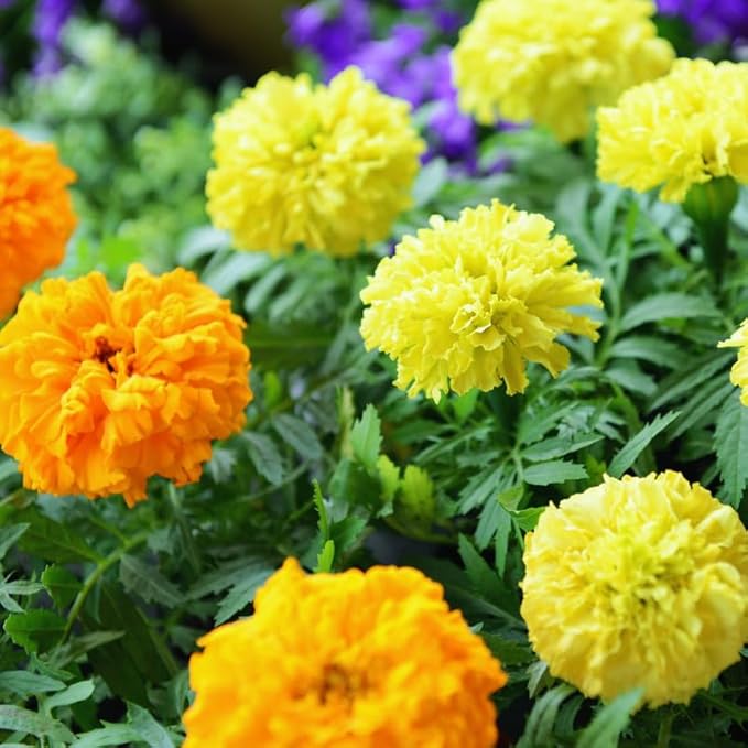 Pack 4 Marigold Plants, Yellow Marigold Live Plants, from 4 to 8 Inches in Height