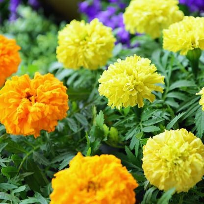 Pack 4 Marigold Plants, Yellow Marigold Live Plants, from 4 to 8 Inches in Height