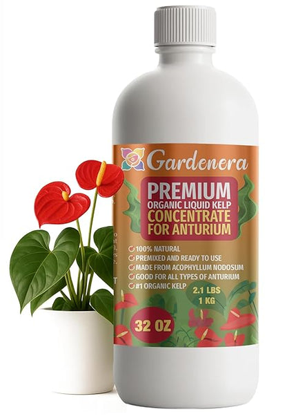 GARDENERA Premium Organic Seaweed & Kelp Superfood for ANTHURIUM Plants - 32 oz - Liquid Kelp Fertilizer Concentrate (Makes 180 Gallons)