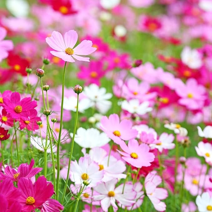 2000 Sensation Mix Cosmos Bipinnatus Seeds, by Seeds2Go