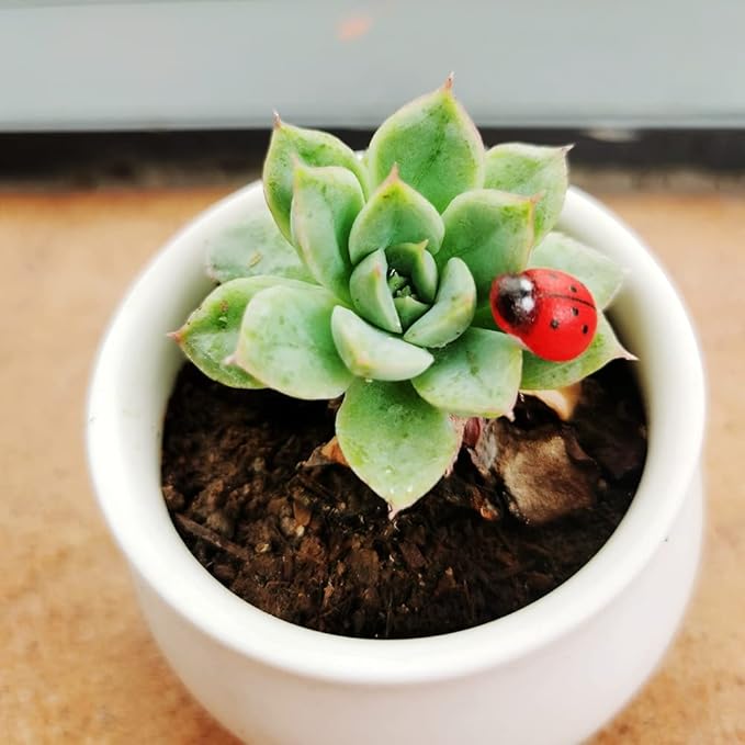 Fairy Garden Accessories Miniatures Sculptures Statues,Yard Decor for Outside Gnomes Outdoor Decor for Patio Zen