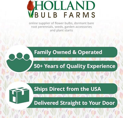 White Lion Double Daffodil Flower Bulbs - 5 Bulbs per Pack - Deer Resistant - Good as Cut Flowers - Naturalizing - Perennializing