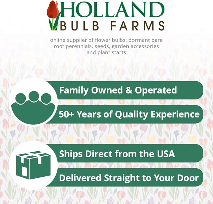 Tete A Tete Daffodil Flower Bulbs Jumbo Pack - 50 Bulbs per Pack - Deer Resistant - Good as Cut Flowers - Good for Indoor Forcing - Grows Well in Containers - Naturalizing - Perennializing