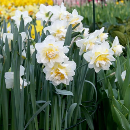 White Lion Double Daffodil Flower Bulbs - 5 Bulbs per Pack - Deer Resistant - Good as Cut Flowers - Naturalizing - Perennializing