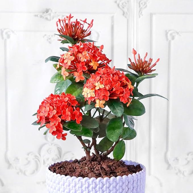 Gardenera Ixora Plant Potting Soil - All-Natural Blend for Thriving Ixora Plants - Boosts Root Health and Vibrant Blossoms - 10 Quart