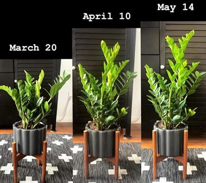 Houseplant Superfood and Fertilizer | Makes 64 Gallons | Organic Premium Concentrate