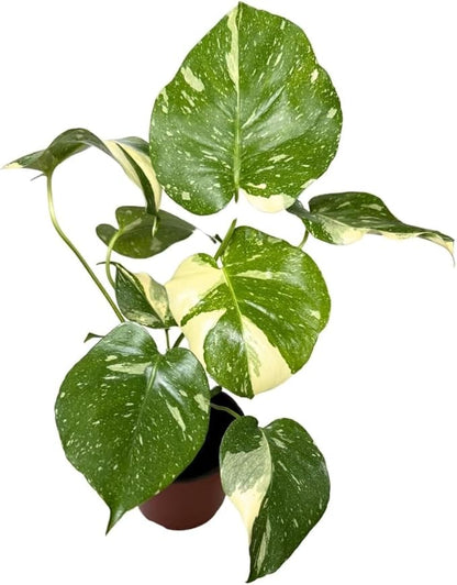 CoollectivePlants Monstera Thai Constellation – Live Plant in 2″ Grower’s Pot, Easy Indoor Houseplant, Thai Constellation Monstera, Includes UniHeat Pack for Winter Protection