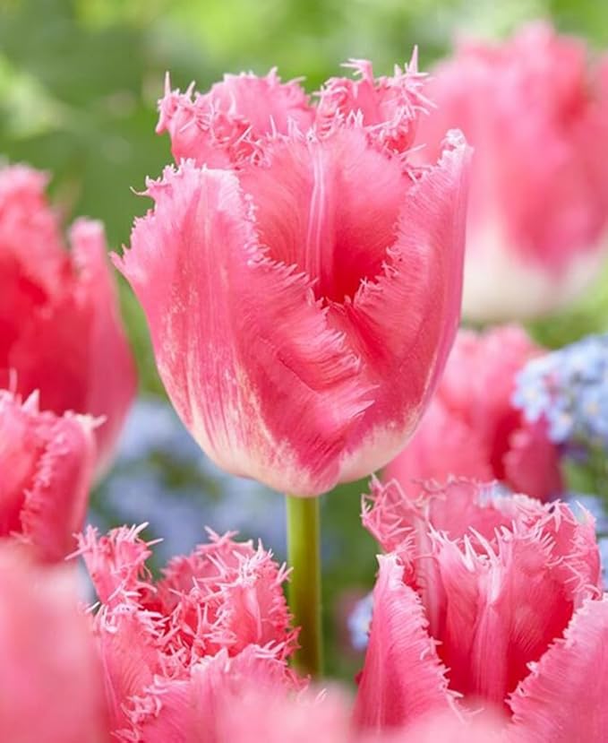50PCS Rainbow Tulip Bulbs Fringed Mixture Tulips Flower Bulbs Fall Planting for Spring Blooms