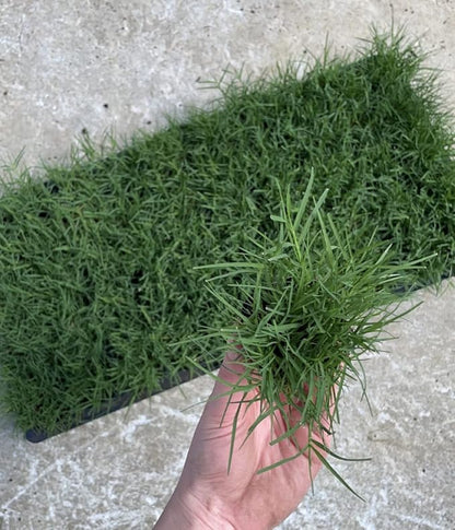 | Bermuda Grass Plugs - 200 Large Plugs, Fast Growing, Low Maintenance Green