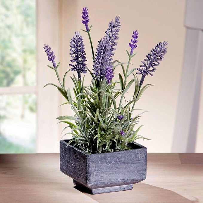 Lavender Provance 100+ Non-GMO Seeds Herb & Flower Garden