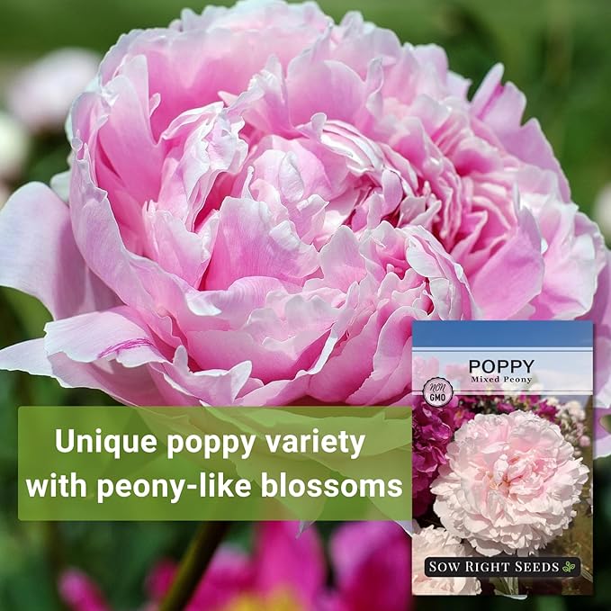 Sow Right Seeds - Mixed Peony Poppy Seeds for Planting - Non-GMO Heirloom Annual Poppies for Flower Garden - Vibrant Peony Blooms - Easy to Grow Flower Variety for Gardens, Borders (1)