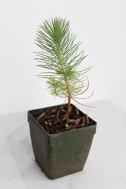 My Shelfie – Pinus eldarica Aleppo Pine (Afghan Pine) Bonsai Starter Tree, 2-Inch Live Evergreen Plant for Outdoor Garden, Zen Landscape, and Bonsai Training (1)