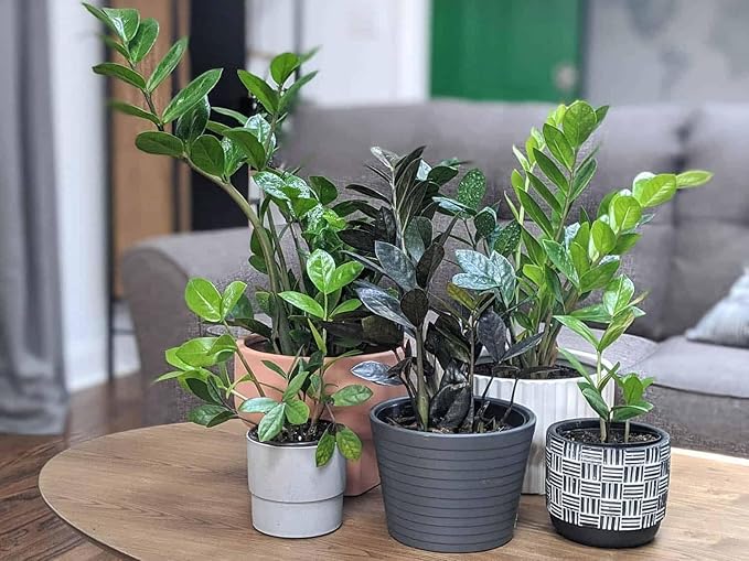 Gardenera Premium ZZ Plant Essential Potting Blend - All-Natural Blend for Thriving Zamioculcas Plants - Boosts Root Health and Distinctive Beauty - 2 QUARTS