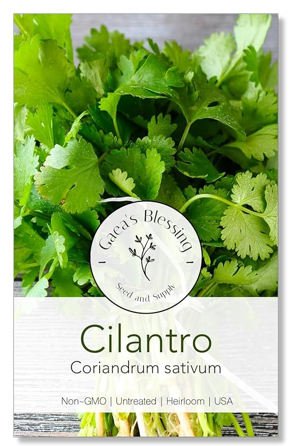 Gaea's Blessing Seeds - Cilantro Seeds - Non-GMO Heirloom Seeds with Easy to Follow Instructions - Leisure Coriander Heirloom - 90% Germination Rate (Single Pack)