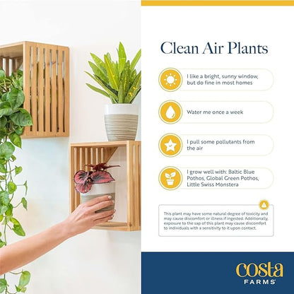 Costa Farms Live Indoor Plant Bundle in Decorative Pots, Easy to Maintain, Air Purifying Indoor Houseplants, Assorted Varieties, Room or Office Decor, House Warming Gift, 8-12 Inches Tall, Pack of 2