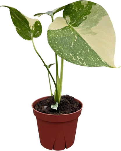 CoollectivePlants Monstera Thai Constellation – Rare Thai Constellation Monstera Live Plant in 4″ Grower’s Pot, Live Indoor House Plants, Low Maintenance Houseplant