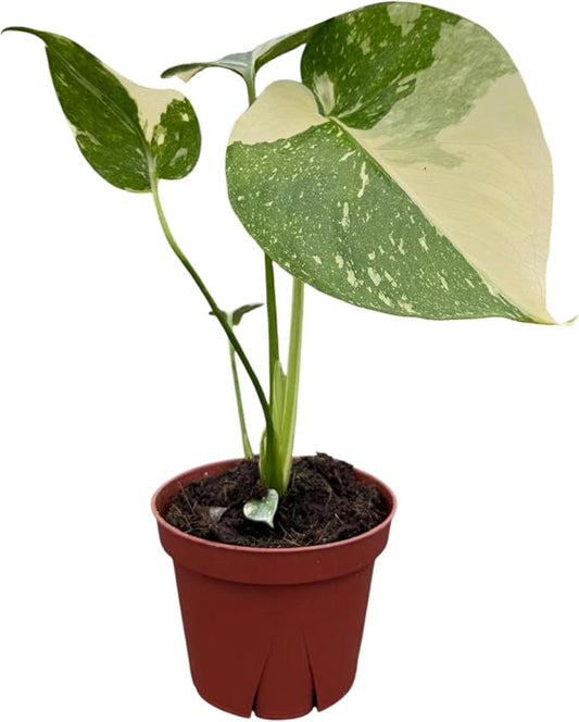 CoollectivePlants Monstera Thai Constellation – Rare Thai Constellation Monstera Live Plant in 4″ Grower’s Pot, Live Indoor House Plants, Low Maintenance Houseplant