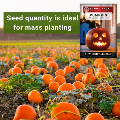 Sow Right Seeds - Bulk Connecticut Field Pumpkin Seeds for Planting - 1 Ounce, 140 Seeds - Non-GMO Heirloom Jack O’Lantern to Plant a Home Vegetable Garden - Grow Loads of Pumpkins