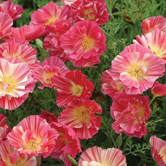 Outsidepride California Rose Chiffon Poppy Seeds for Planting - 200 Pcs Annual, Drought-Tolerant & Easy to Grow Wildflower Seeds with Vibrant Pink Blooms for Landscaping, & Pollinator Garden