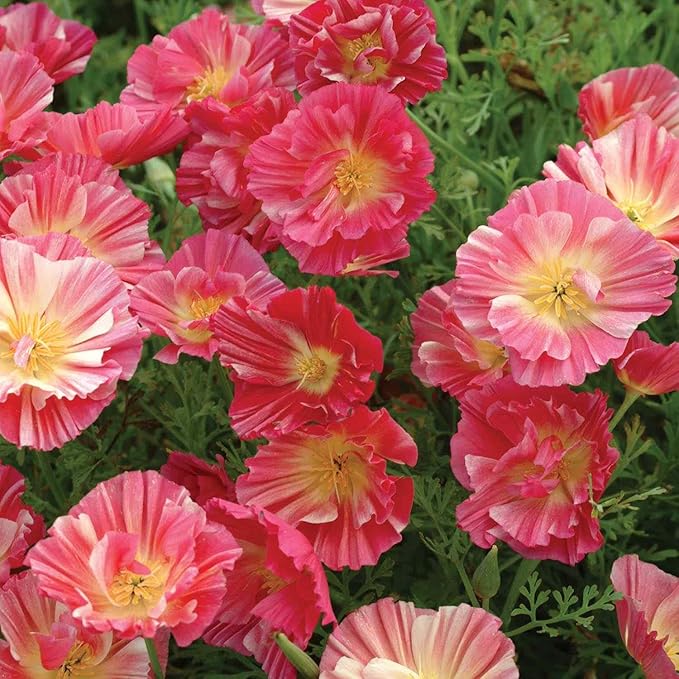 Outsidepride California Rose Chiffon Poppy Seeds for Planting - 100 Pcs Annual, Drought-Tolerant & Easy to Grow Wildflower Seeds with Vibrant Pink Blooms for Landscaping, & Pollinator Garden
