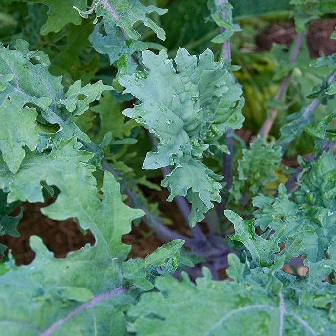 Todd's Seeds Red Russian Kale Seed - 1 Pound
