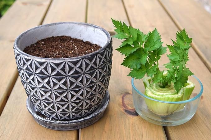 GARDENERA Premium Celery Potting Soil Mix - Optimal Nutrient-Rich Blend for Thriving and Crisp Celery Plants - 20 Quart