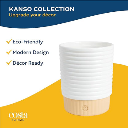 Costa Farms Baby Fiddle Leaf Fig Live Plant in Decorative Pot, Indoor Houseplant, Perfect for Home, Room, or Office Decor, Great House Warming or Birthday Gift, 12-18 Inches Tall