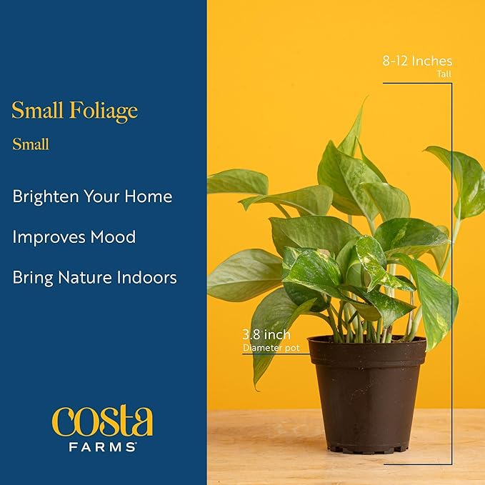 Costa Farms Live Plants (Pack of 6), Easy to Grow Live Indoor Houseplants in 3.8-Inch Plant Pots, Hand-Selected Varieties, Home and Room Decor, 8-10 Inches Tall