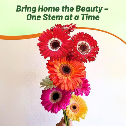 Outsidepride Bicolor Mix Gerbera Seeds - 10 Pcs Perennial, Compact & Low Maintenance, Flower Seeds for Planting w/Vibrant Mixed Blooms, Ideal for Garden Landscaping & Cut Flower Arrangements