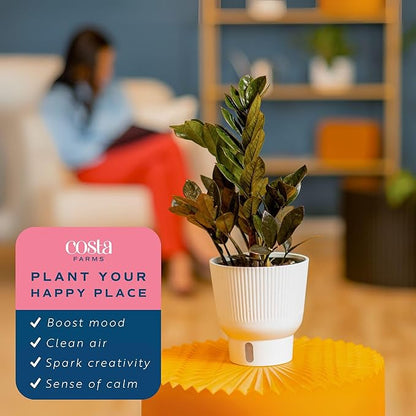 Costa Farms Raven ZZ Plant, Easy Care Indoor Houseplant, Ships in Modern White Decor Planter with Soil, Perfect Room Decor for Tabletop, Shelf, or Desk, Trending Tropicals Collection, 10-Inches Tall