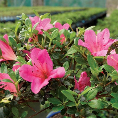 Brussel's Bonsai Live Satsuki Azalea Flowering Bonsai Tree - Small, 5 Years, 5 to 8 in - Outdoor Bonsai in Ceramic Bonsai Pot