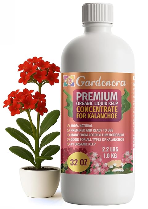 GARDENERA Premium Organic Seaweed & Kelp Superfood for KALANCHOE Plants - 32 oz - Liquid Kelp Fertilizer Concentrate (Makes 180 Gallons)