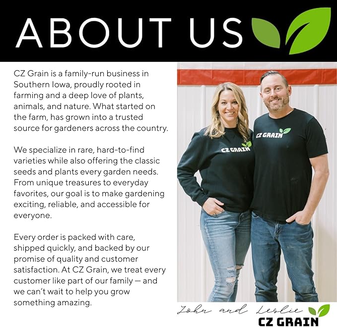 Eversong Weeping Willow Bonsai Tree Cutting to Grow - Thick Trunk Cutting, Fast Growing- Great Gift