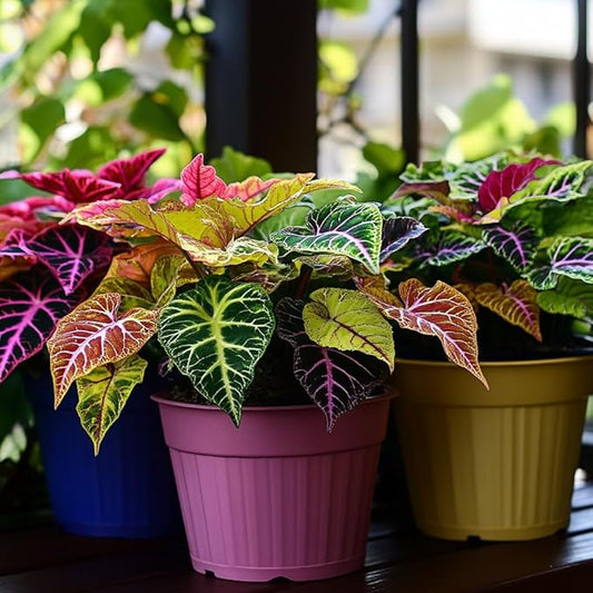 100pcs Rainbow Dragon Coleus Seeds for Planting, Vibrant Foliage, Easy to Grow, Perennial Shade Plant for Garden & Pots