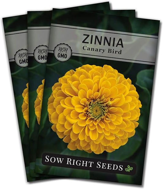 Sow Right Seeds - Canary Bird Zinnia Seeds for Planting - Non-GMO Heirloom Packet to Plant and Grow - Large Yellow Annual Blooms - Giant Cut & Come Back Flowers - Attract Bees and Butterflies (3)