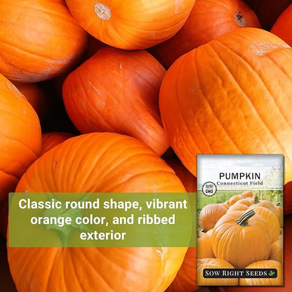 Sow Right Seeds - Bulk Connecticut Field Pumpkin Seeds for Planting - 1 Ounce, 140 Seeds - Non-GMO Heirloom Jack O’Lantern to Plant a Home Vegetable Garden - Grow Loads of Pumpkins