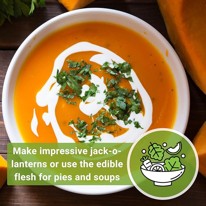 Sow Right Seeds - Big Max Pumpkin Seeds for Planting - Non-GMO Heirloom Packet with Instructions to Plant a Home Vegetable Garden - Decorative Autumn Variety for Carving - Giant Fast Growing (3)