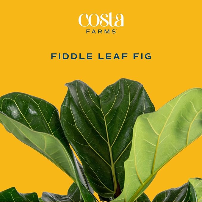 Costa Farms Fiddle Leaf Fig Tree, Live Indoor Plant in Rustic Decor Planter, Natural Air Purifying Houseplant, Housewarming, Birthday, Home Living Room, Desk and Office Decor, 3-4 Feet Tall