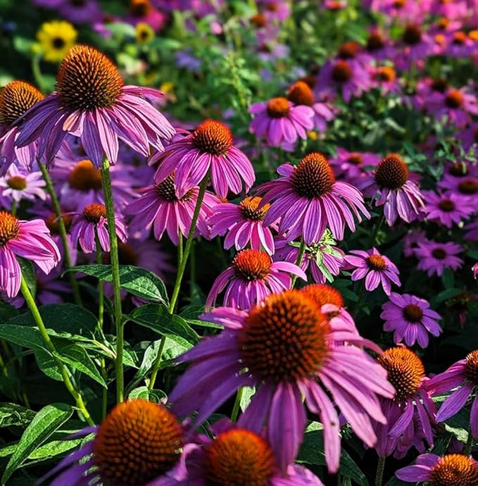 200 Pcs Purple Coneflower/Echinacea Chrysanthemum Flower Seeds for Planting - Non-GMO Heirloom
