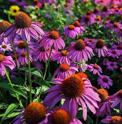 200 Pcs Purple Coneflower/Echinacea Chrysanthemum Flower Seeds for Planting - Non-GMO Heirloom