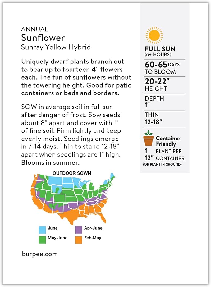 Burpee 'Sunray Yellow Hybrid' Sunflower Seeds for Planting - 500mg Non-GMO Seed Packet - Dwarf Plants, Hybrid, Annual Flower, Pollinator Friendly Garden, Direct Sow (Sunflower, Sunray Yellow Hybrid)