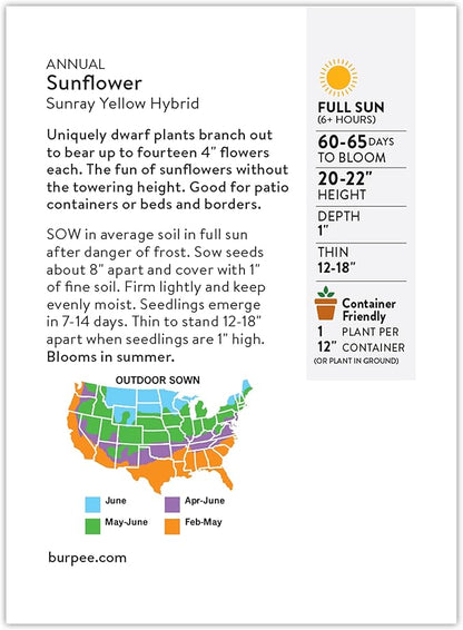 Burpee 'Sunray Yellow Hybrid' Sunflower Seeds for Planting - 500mg Non-GMO Seed Packet - Dwarf Plants, Hybrid, Annual Flower, Pollinator Friendly Garden, Direct Sow (Sunflower, Sunray Yellow Hybrid)