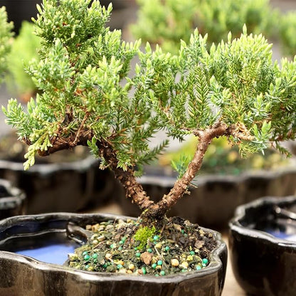 Brussel's Bonsai Brussel's Green Mound Juniper Bonsai in Zen Reflections Pot, SMALL