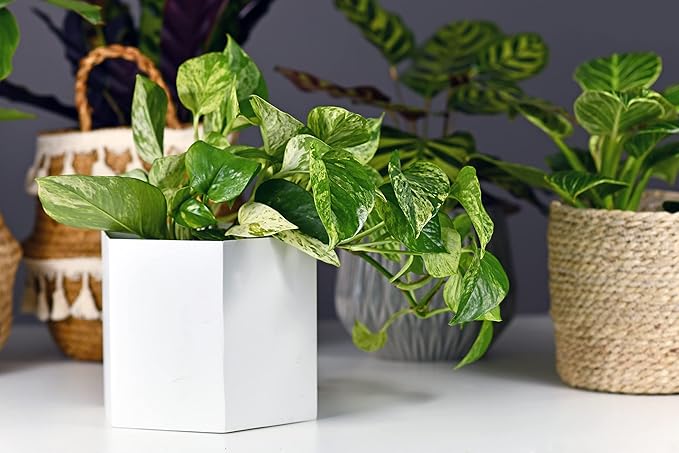 American Plant Exchange Marble Queen Pothos – Live 6-Inch Pot, Bright Green Trailing Vine, Easy-Care Air Purifying Houseplant for Hanging Planters, Shelves & Indoor Home or Office Décor