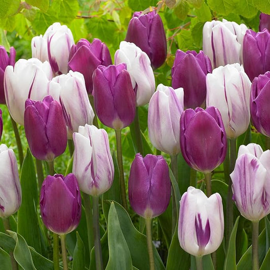 Garden State Bulb Purple Reflection Mixed Triumph Tulip Flower Bulbs, 11/12cm, Fall Planting (Bag of 50)